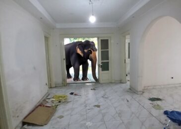 مكتب للإيجار فى الدقى  100م  خطوات من شارع الدقى الرئيسى